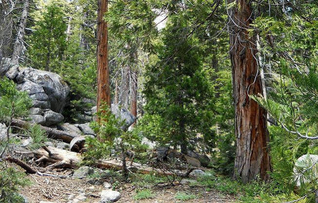 Stony Creek Lodge Sequoia National Park ภายนอก รูปภาพ